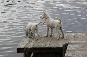 #BiałyOwczarekSzwajcarski #owczarek #owczarki #BiałeOwczarki #BiałyOwczarek #szczenięta #szczeniaczki