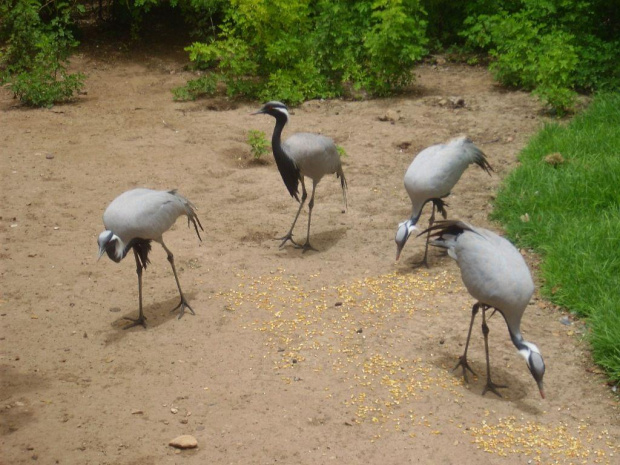 Marokańskie zoo