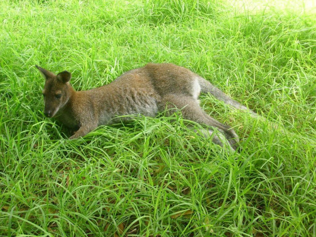 Marokańskie zoo