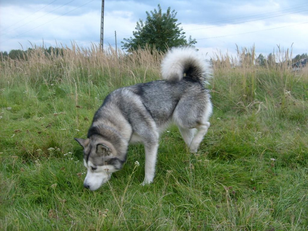 Masza #AlaskanMalamute #pies