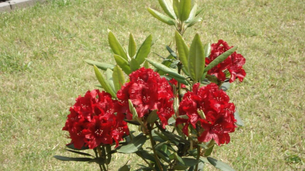 Czerwony Lododendron #Kwiaty