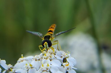 małe i denerwujące .. ;D #bzyk #makro #owad #muchówki