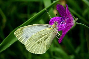 bielinek .. ;D #motyl #makro #owad #lato #bielinek