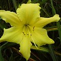 Hemerocallis x hybrida 'Hudson Valley' (Liliowiec ogrodowy)