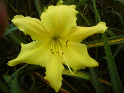 Hemerocallis x hybrida 'Hudson Valley' (Liliowiec ogrodowy)