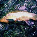 tench