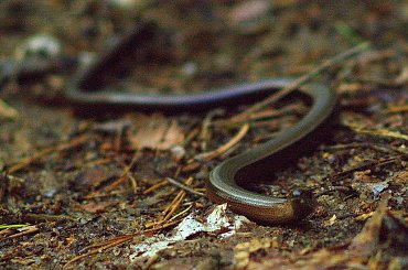 #PadalecZwyczajny #LasAnguisFragilis