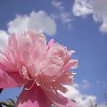 #kwiatek #różowy #niebo #chmury #niebieski #biały