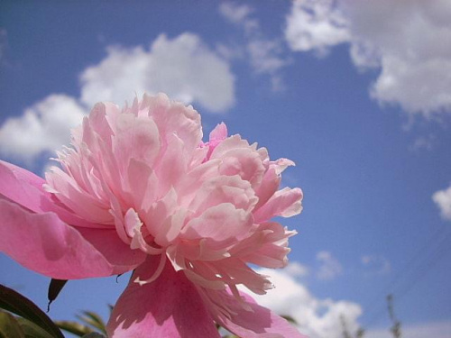 #kwiatek #różowy #niebo #chmury #niebieski #biały