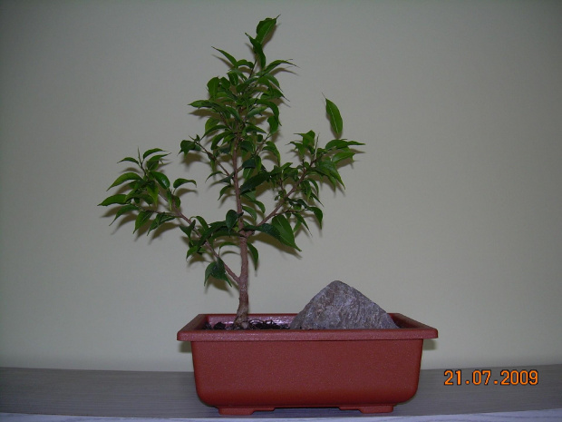 moje bonsai z fikusa b.