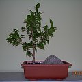 moje bonsai z fikusa b.