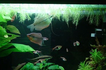 moje akwa... #akwarium #krewetki #helena