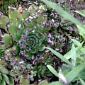 Kaktusik i owady latające #kwiat #ogród #owady