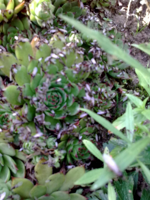 Kaktusik i owady latające #kwiat #ogród #owady