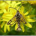 Pyropteron trannuliformis (Frayer , 1843) . Miejsce : obok torów kolejowych . Miejscowość : Piaski Wielkopolskie .