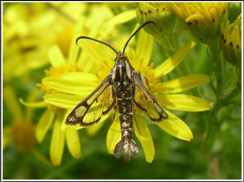 Pyropteron trannuliformis (Frayer , 1843) . Miejsce : obok torów kolejowych . Miejscowość : Piaski Wielkopolskie .