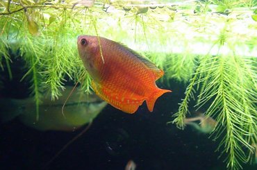 moje akwa... #akwarium #krewetki #helena