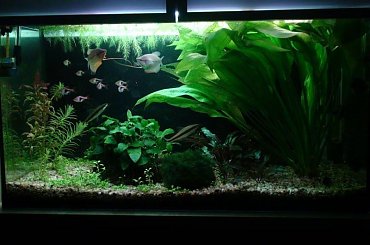 moje akwa... #akwarium #krewetki #helena