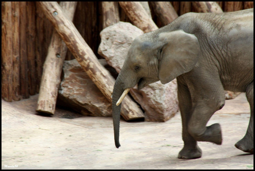 Sławny Ninio z poznańskiego zoo:)