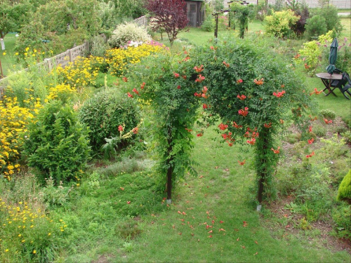 fragment mojego ogrodu w lipcu #milin