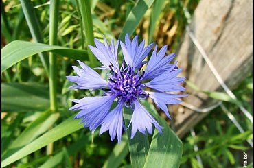 #Modrak #owad #trawa #foto #artystyczne