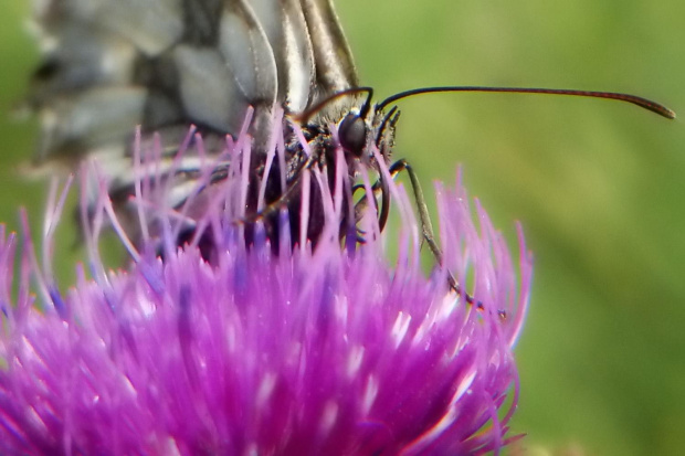 tak się zajadał że nawet mnie nie zauważył.. ;D #motyl #makro #owad