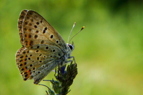 czerwończyk zamglenie- samica jak się mylę proszę mnie sprostować ;D #motyl #makro #owad #łąka #lato
