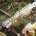 Drosera Filiformis