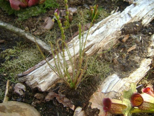 Drosera Filiformis