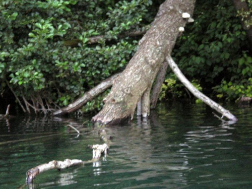 drzewko wodne
