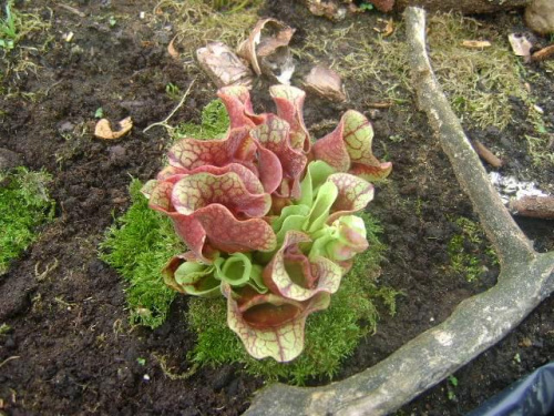 s.purpurea ssp venosa