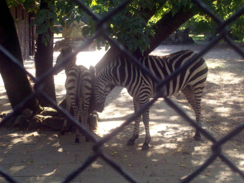 Zebry #warszawa #zoo #zwierzęta