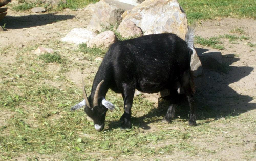 Koza #warszawa #zoo #zwierzęta