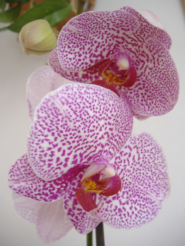 Phalaenopsis