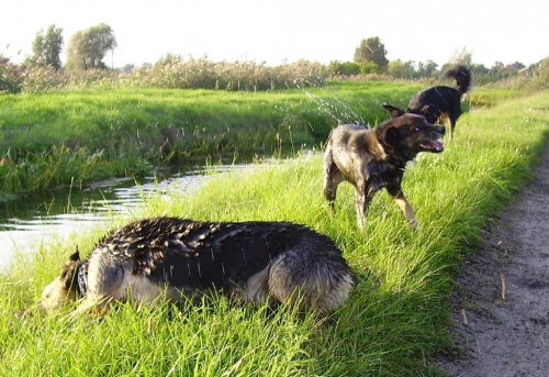 czysta radość #psy #lato #woda #rzeka #zwierzęta #natura #przyroda