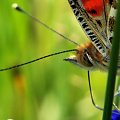 spijając nektar #motyl #makro #owad