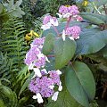 Hydrangea aspera
(Hortensja kosmata)