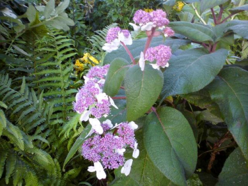 Hydrangea aspera
(Hortensja kosmata)