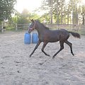 Łagodna