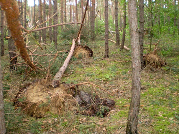 Skutki nawałnicy w Piaskach Wielkopolskich