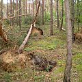 Skutki nawałnicy w Piaskach Wielkopolskich