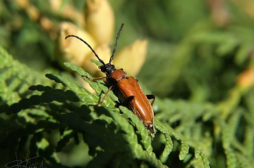 Owad, 08.2009
[Olympus E-410, Zuiko Digital 14-42, soczewka makro +8Dioptrii] #owad #chrząszcz #chrabąszcz #cudak #natura #makro