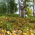jesiennie.. #psy #pies #AlaskanMalamute