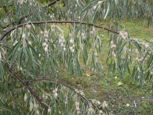 owoce oliwnika #jesień #drzewa #rośliny #liwnik