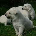 Hodowla Białego owczarka szwajcarskiego #BiałyOwczarekSzwajcarski #pies #psy #RasyPsów #HodowlePsów
