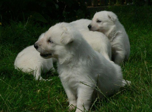 Hodowla Białego owczarka szwajcarskiego #BiałyOwczarekSzwajcarski #pies #psy #RasyPsów #HodowlePsów