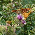 Dostojka latonia (Issoria lathonia)