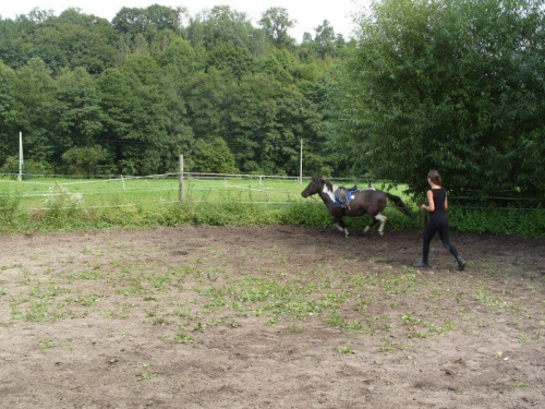 #konie #koń #lonża #lonżowanie #klacz #hucuł #huculska #kobyła