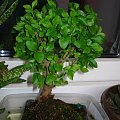 Moje Bonsai #bonsai #drzewko #roślina