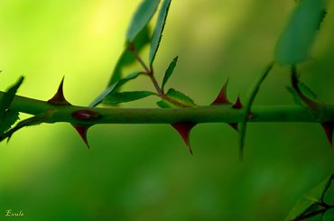 Nie ma róży bez kolców - W moim ogrodzie #kolce